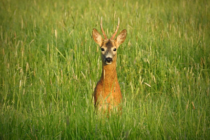 Название статьи