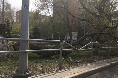 Рухнувшие деревья повредили в регионе 8 автомобилей