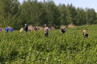 Участники студотрядов отправились на производственную практику в сельхозорганизации региона