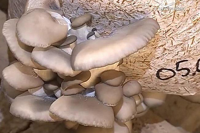 На прилавках Самары появятся грибы из не столь отдаленных мест