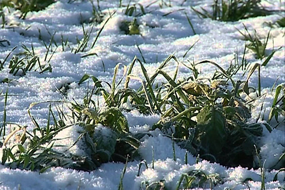 Агрокурьер 26.12.2012