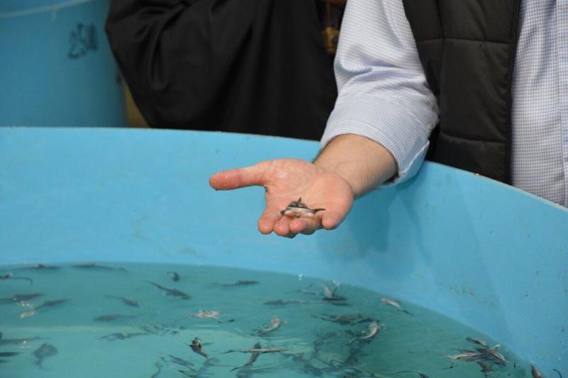 Дмитрий Азаров принял участие в выпуске мальков стерляди в Волгу 