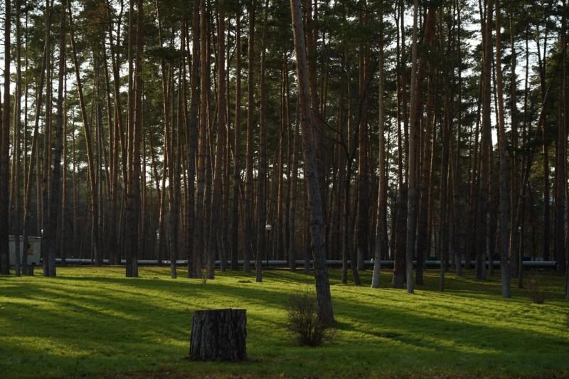 В 2025 году самарские лесники высадили более 850 га леса