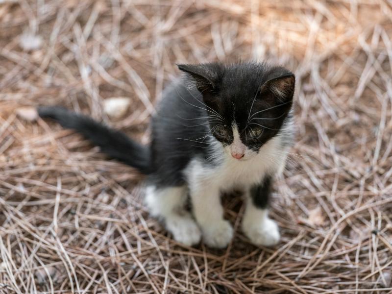 В Самаре спасенный со свалки котенок нашел дом
