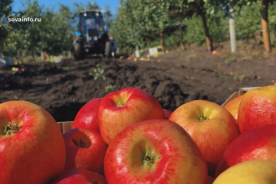 Сочный урожай. Агрокурьер
