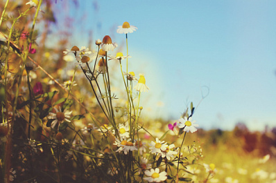 В Самарской области к концу недели потеплеет до +24 °C и прекратятся дожди