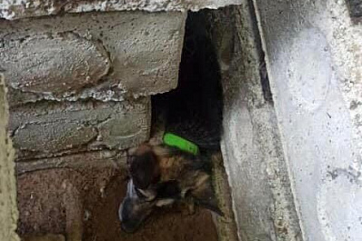 В Тольятти спасатели вызволили упитанную собаку из заточения