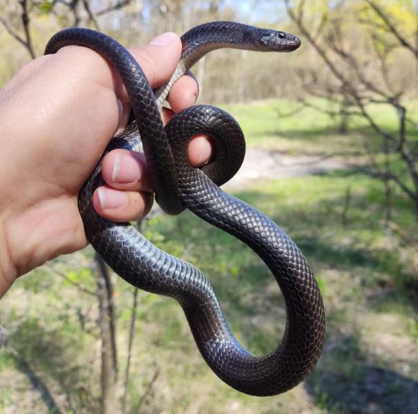 В Жигулевском заповеднике учёные обнаружили редкую краснокнижную змею