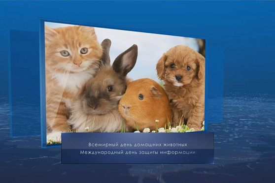 Всемирный день домашних животных. Календарь губернии от 30 ноября