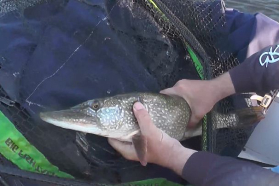 Летняя рыбалка. Рыбацкое счастье