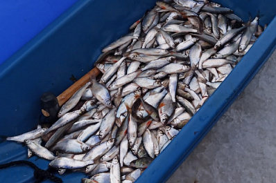 Целые сани рыбы выловил под Сызранью житель Тольятти