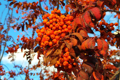 Спустя 15 лет: в Сызрани и Тольятти 25 ноября была самая теплая погода