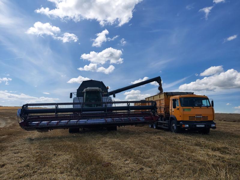 Поле с конем: как в Самарской области выращивают пшеницу и разводят лошадей