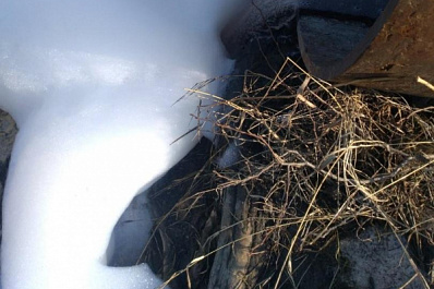 Экологическое ЧП в Сызрани: рыбаки бьют тревогу