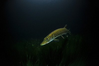 В Самарской области рыбаки засняли зрелищную борьбу за жизнь речного хищника