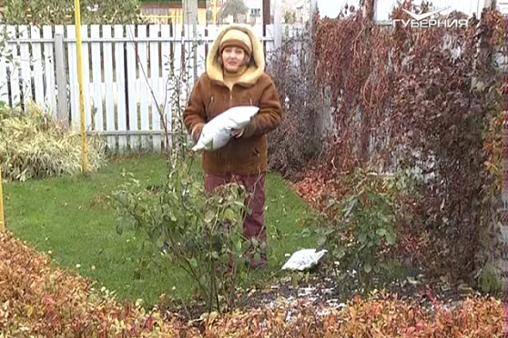 Дачные советы 10.11.2016. Подготовка деревьев и кустарников к зиме. Светодиодные лампы