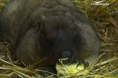 День сурка отметили в Самаре