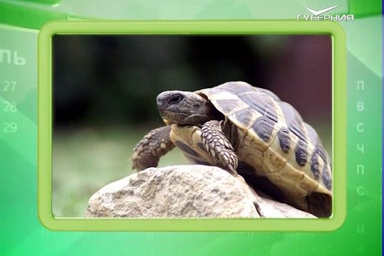 Календарь губернии 23.05.2017