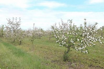 В Самарской области увеличивают производство овощной и плодово-ягодной продукции