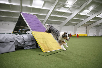 День кинолога: какие даты отмечают 21 июня