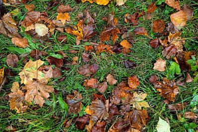 Стало известно, какая погода ожидается в последнюю неделю октября в Самарской области