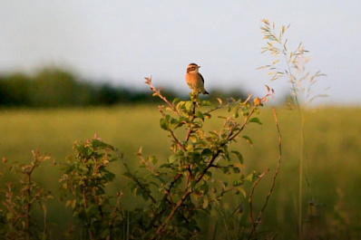 Самарским школьникам рассказали, как правильно фотографировать птиц и животных