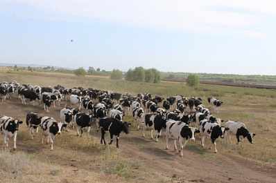 С расчетом на свои силы: как хозяйству из Похвистневского района удалось сдержать удар аномальной жары