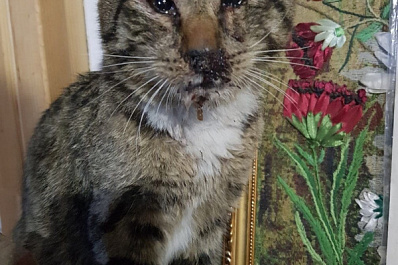 В Сызрани бездомному коту выбили зубы и сломали хвост