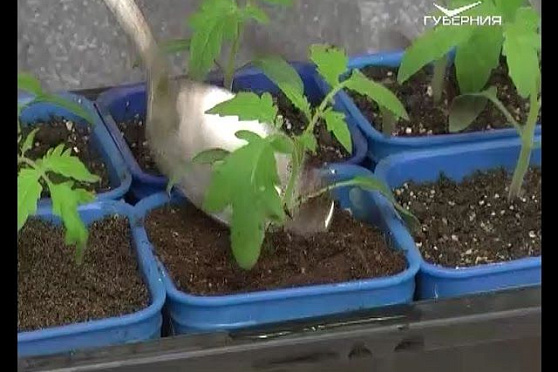 Дачные советы 03.03.2016