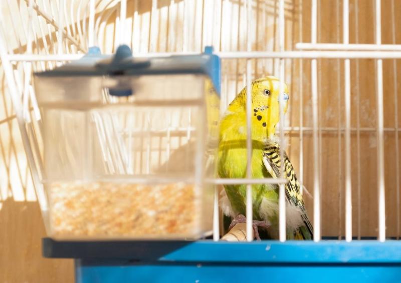 Хозяева попугая добиваются компенсации от клиники за гибель питомца