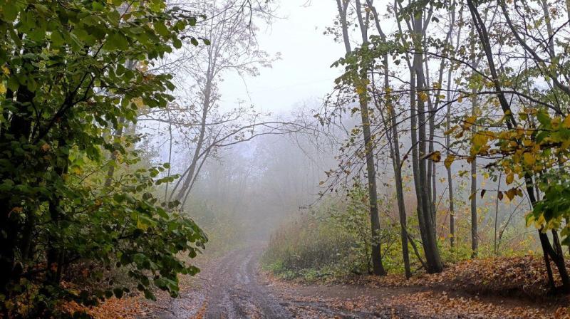 Самарскую область 3 ноября окутает густой туман