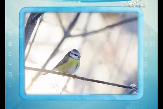 Календарь губернии 21.02.2016