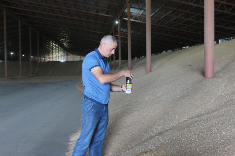 Поле с конем: как в Самарской области выращивают пшеницу и разводят лошадей