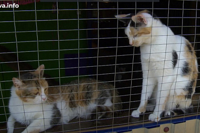 В Волжском районе в приюте для животных на средства гранта построили новые вольеры