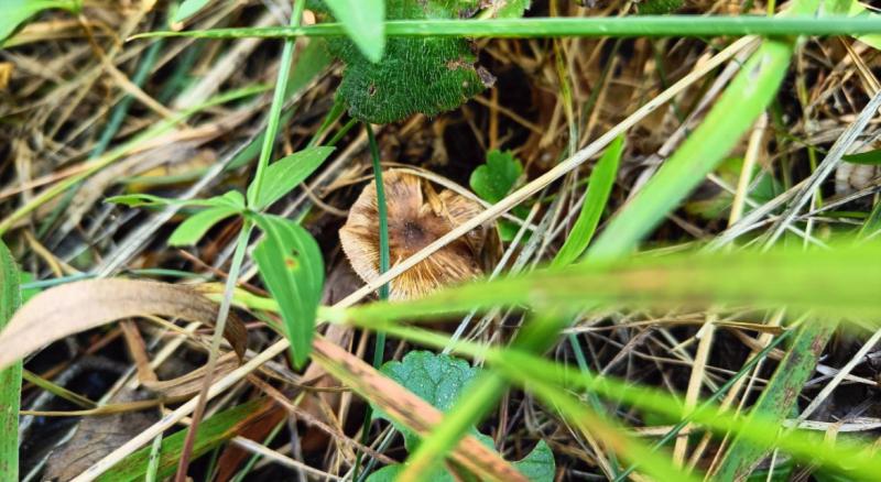 В Жигулевском заповеднике обнаружен новый вид гриба