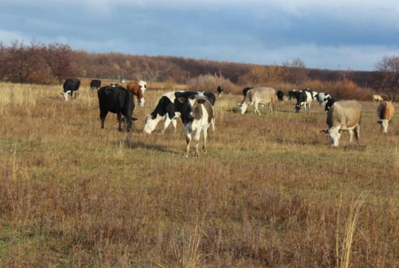 Нелегким путем: как фермеры из Владимировки развивают молочное животноводство, опираясь на господдержку
