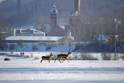 В Самарской области нашли водителя, который сбил косулю и скрылся