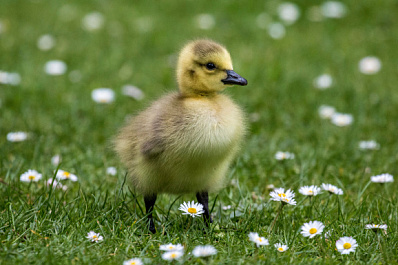Упал в колодец: спасатели пришли на помощь маленькому утенку