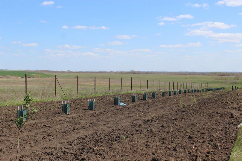 Тренд на естественность: экологическое земледелие в Пестравском районе набирает обороты