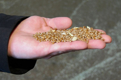 Что в Самарской области делают с золотыми початками кукурузы после сезонной уборки?