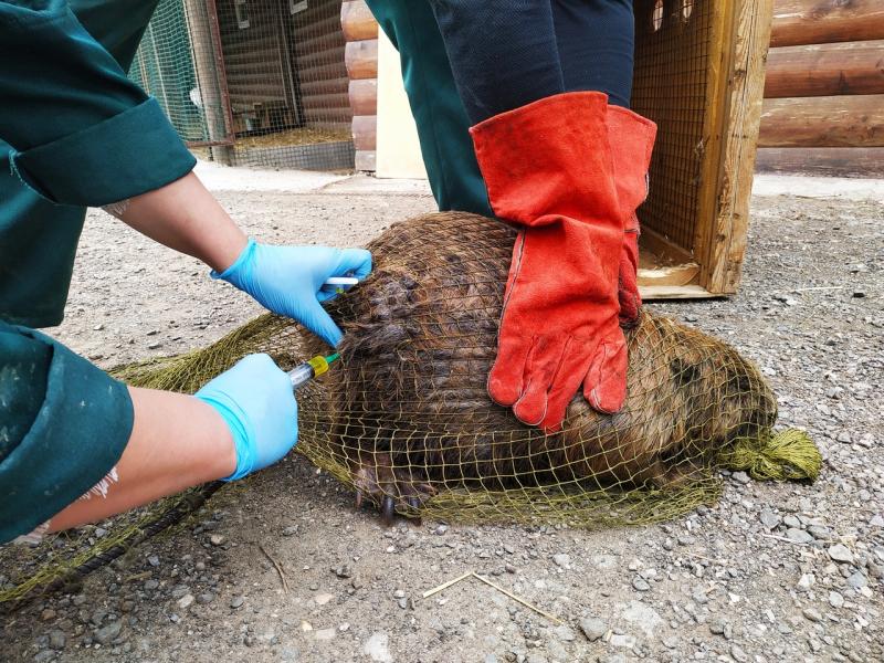 Самарцы спасли бобра от неминуемой гибели