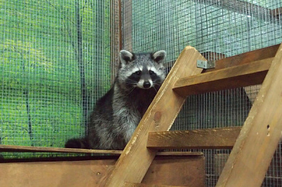 В России запретят контактные зоопарки