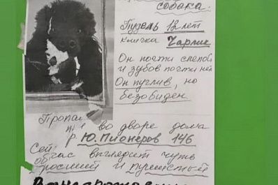 Жители Самары ищут 12-летнего слепого пуделя