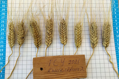 В Самарской области впервые выведен сорт твердой озимой пшеницы