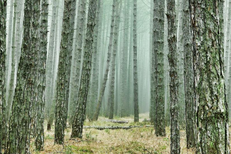 В Самарской области расширили список запрещенных для посещения лесов