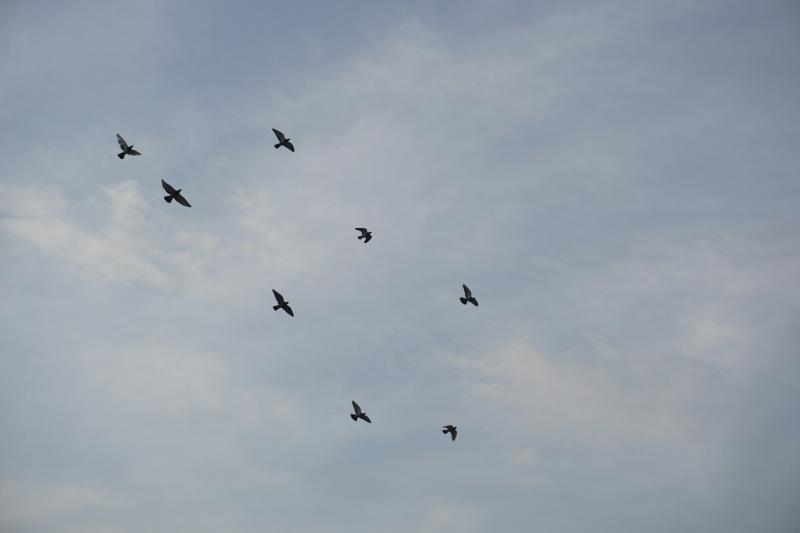 В "Самарской Луке" вырастили и выпустили в дикую природу слетка вяхиря