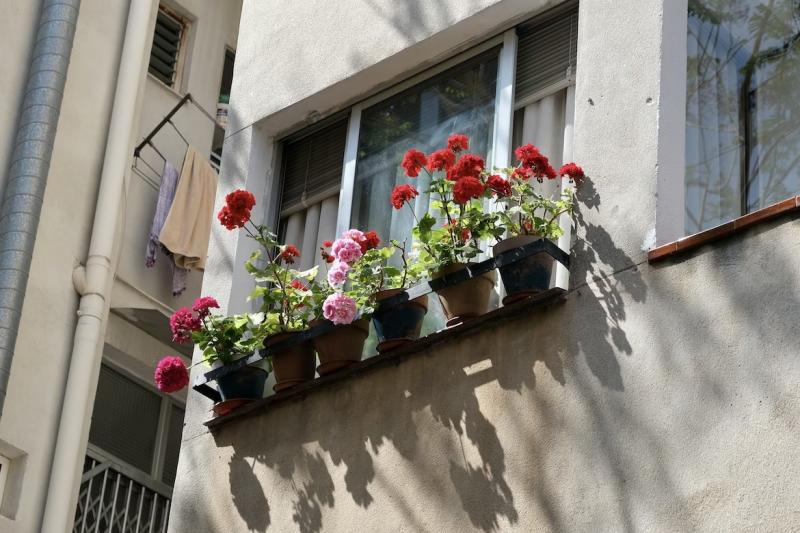 Это ещё цветочки: юрист рассказал о штрафе за разведение растений на внешней стороне балкона