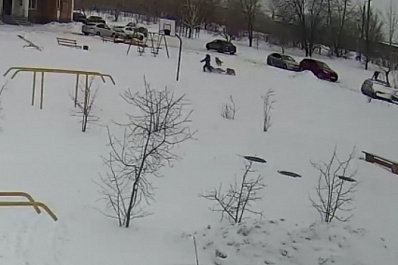 В Тольятти стая бродячих собак набросилась на ребёнка