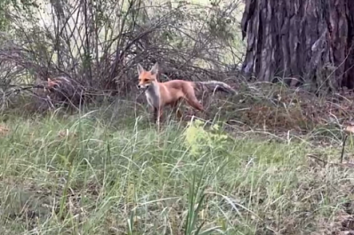 Лиса "сдала" свой тайник в Бузулукском бору
