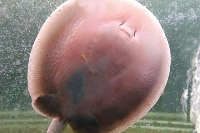 В самарском зоопарке появились малыши глазчатого хвостокола